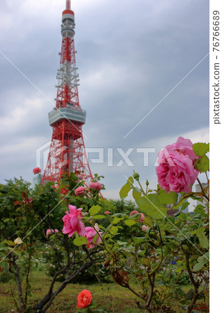 Iconic Tokyo Tower as seen with rose bushes from Shiba Koen (Shiba Park) Iconic Tokyo Tower as seen with rose bushes from Shiba Koen (Shiba Park) 76766689