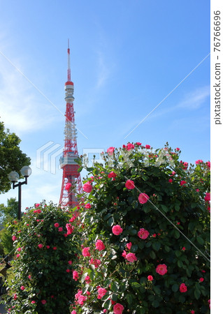 Iconic Tokyo Tower as seen with rose bushes from Shiba Koen (Shiba Park) Iconic Tokyo Tower as seen with rose bushes from Shiba Koen (Shiba Park) 76766696