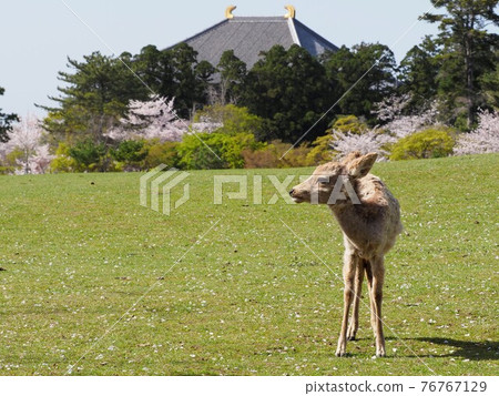 從奈良公園看到的東大寺大佛殿、櫻花和小鹿 76767129