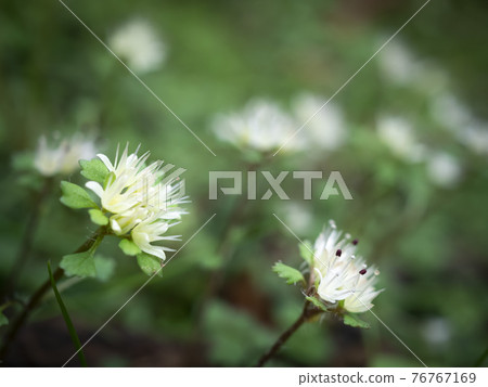 White catfish that grows naturally in the spring fields 76767169