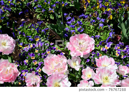 Mibu Town Wanpaku Park 盛開的鬱金香 Mibu Town Wanpaku Park 盛開的鬱金香 76767288