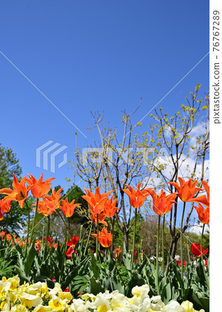 Mibu Town Wanpaku Park 盛開的鬱金香 76767289