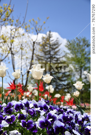 Mibu Town Wanpaku Park 盛開的鬱金香 Mibu Town Wanpaku Park 盛開的鬱金香 76767290