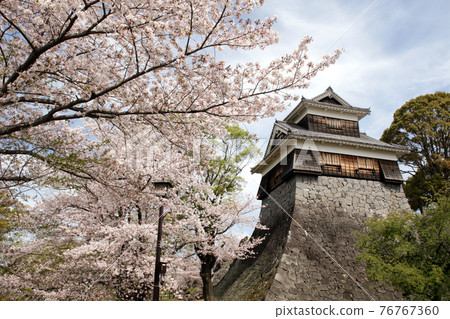 熊本城“無名之塔”復原中的春景 熊本城“無名之塔”復原中的春景 76767360