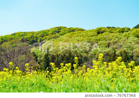 田園春天里山風景與樹木發芽f-2淺色調 76767368