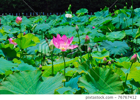 Hanahasu Park 76767412