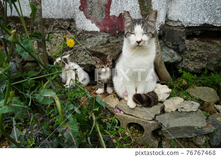 Mother stray cat spending happy time with her child Mother stray cat spending happy time with her child 76767468