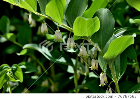 Solomon's-seal flowers Solomon's-seal flowers 76767565