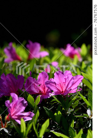 Azalea's flower 76767576