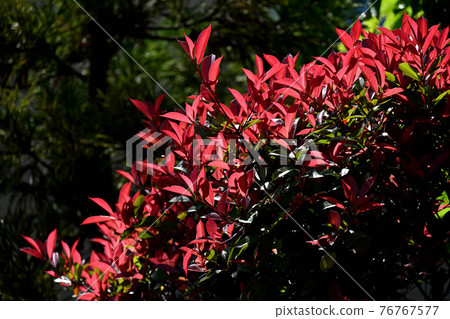 Benikamenmomechi 76767577