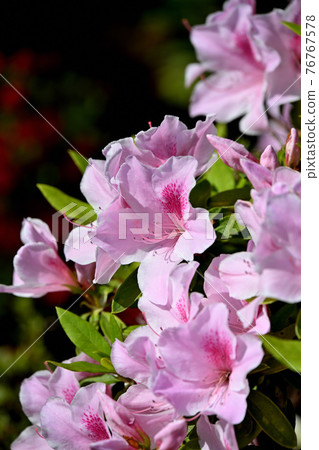Azalea's flower 76767578