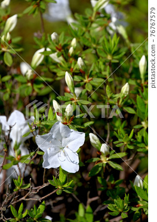 Azalea's flower 76767579