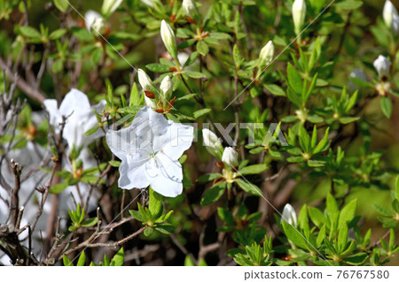 Azalea's flower 76767580