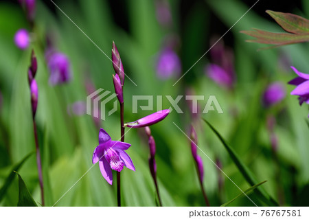 Purple Flower 76767581