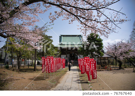 Tekona Reijindo 和 Sakura Tekona Reijindo 和 Sakura 76767640