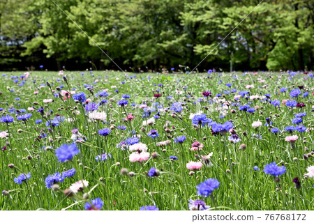 Mibu Town Wanpaku Park Yagurakusa Community Mibu Town Wanpaku Park Yagurakusa Community 76768172