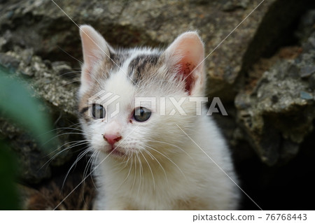 Cute stray cat kitten exploring around the burrow 76768443