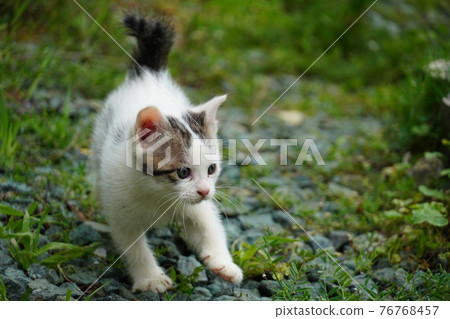 Cute stray cat kitten exploring around the burrow Cute stray cat kitten exploring around the burrow 76768457