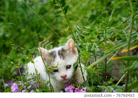 Cute stray cat kitten exploring around the burrow Cute stray cat kitten exploring around the burrow 76768483