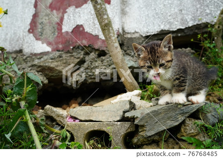 Cute stray cat kitten exploring around the burrow Cute stray cat kitten exploring around the burrow 76768485