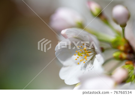 Cherry Blossom Cherry Blossom 76768534