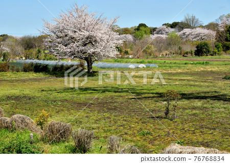 Minuma rice field walk: Minuma rice field spring color Minuma rice field walk: Minuma rice field spring color 76768834