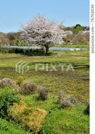水沼稻田漫步：水沼稻田春色 76768836