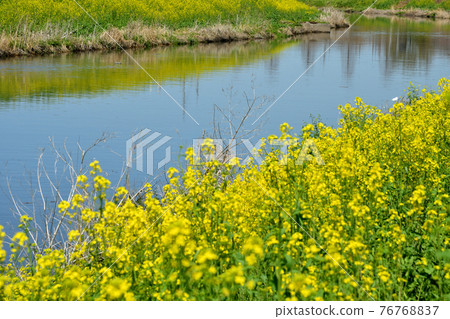 水沼田間漫步:油菜花盛開的芝川的水流 水沼田間漫步:油菜花盛開的芝川的水流 76768837
