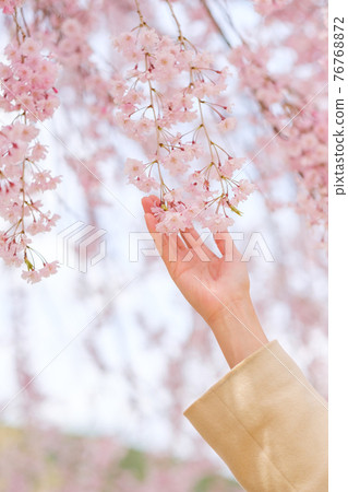 一個女人伸手去拿垂枝櫻花 一個女人伸手去拿垂枝櫻花 76768872