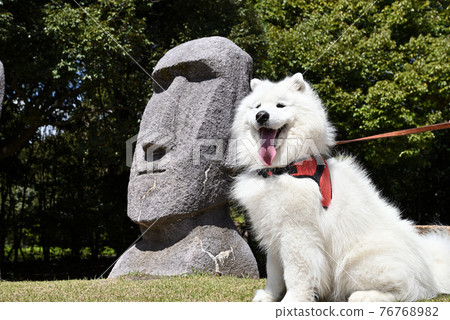 Samoyed Inu Mibu Town Naughty Park 物件及紀念照 Samoyed Inu Mibu Town Naughty Park 物件及紀念照 76768982