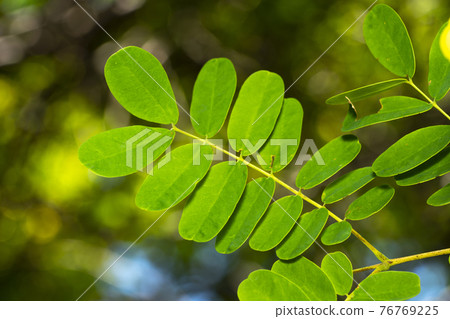 Biancaea decapetalum leaves 76769225