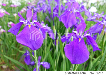 虹膜虹膜 虹膜虹膜 76769244