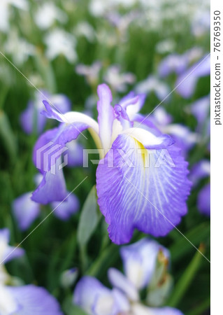 Iris iris 76769350