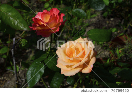 淡紅黃色玫瑰花,中心淡黃色&淡紅黃色@我的花園,堺市 淡紅黃色玫瑰花,中心淡黃色&淡紅黃色@我的花園,堺市 76769460