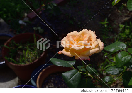 淡紅黃色玫瑰花，中心淡黃色&淡紅黃色@我的花園，堺市 76769461