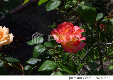 淡紅黃色玫瑰花,中心淡黃色&淡紅黃色@我的花園,堺市 淡紅黃色玫瑰花,中心淡黃色&淡紅黃色@我的花園,堺市 76769462