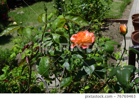 淡紅黃色玫瑰花,中心淡黃色&淡紅黃色@我的花園,堺市 淡紅黃色玫瑰花,中心淡黃色&淡紅黃色@我的花園,堺市 76769463