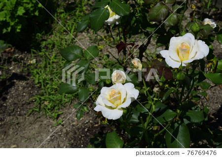 玫瑰花,白色,中間是淡黃色@我的花園,堺市 玫瑰花,白色,中間是淡黃色@我的花園,堺市 76769476