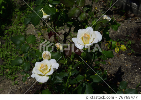 玫瑰花,白色,中間是淡黃色@我的花園,堺市 玫瑰花,白色,中間是淡黃色@我的花園,堺市 76769477
