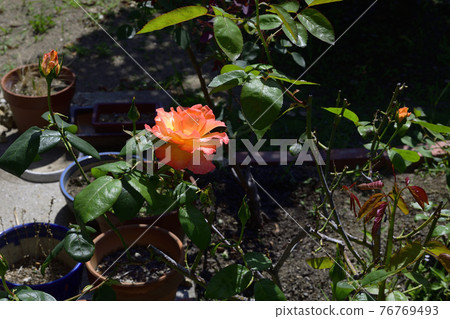 Rose flower, pale red at the tip and pale yellow at the center @ garden at home, Sakai City Rose flower, pale red at the tip and pale yellow at the center @ garden at home, Sakai City 76769493