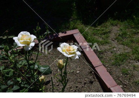 Rose flower, white, pale yellow in the center @ my garden, Sakai City Rose flower, white, pale yellow in the center @ my garden, Sakai City 76769494