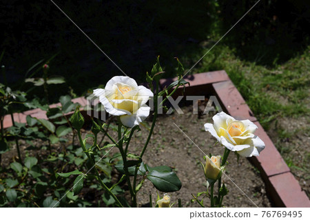 Rose flower, white, pale yellow in the center @ my garden, Sakai City Rose flower, white, pale yellow in the center @ my garden, Sakai City 76769495