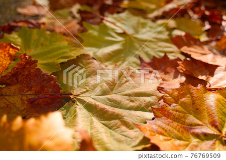 產品背景：美麗的落葉和枯葉懸鈴木（Platanus orientalis） 76769509