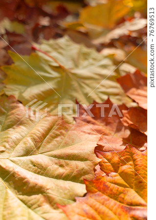 產品背景：美麗的落葉和枯葉懸鈴木（Platanus orientalis） 76769513