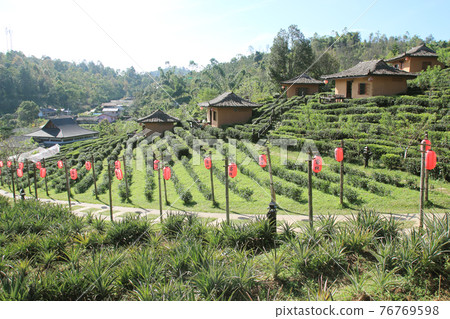 Tea Plantation and hut in Ban Rak Thai. Mae Hong Son, Thailand 76769598