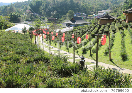 Tea Plantation and hut in Ban Rak Thai. Mae Hong Son, Thailand 76769600