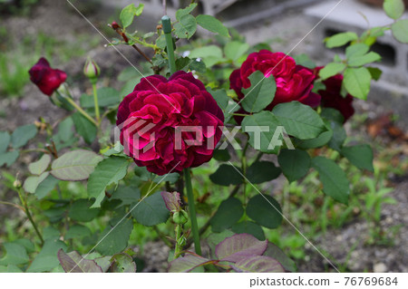 Rose flower, red @ garden at home, Sakai city Rose flower, red @ garden at home, Sakai city 76769684