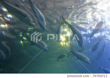 串本海洋公園水族館藍鰭金槍魚群 串本海洋公園水族館藍鰭金槍魚群 76769721