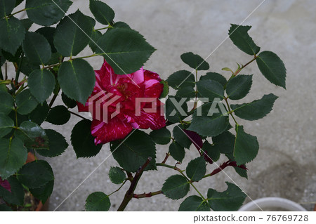 玫瑰花,紅色,白色條紋遍布@家花園,堺市 玫瑰花,紅色,白色條紋遍布@家花園,堺市 76769728