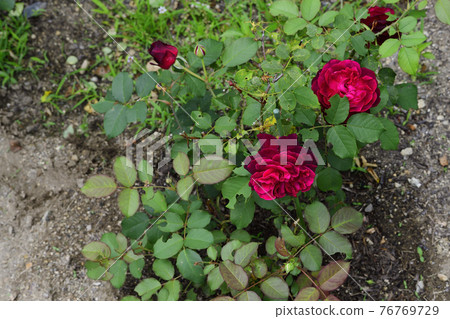 Rose flower, red @ garden at home, Sakai city Rose flower, red @ garden at home, Sakai city 76769729